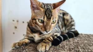 ��������� ����������� ����������� ������. - ����������� 1