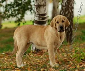 ���������� ����� ���������� ������� � ����������� ��� FCI. - ����������� 1