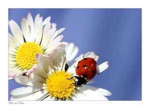 ���������� ������� � ���������. ����, �������. - ����������� 1