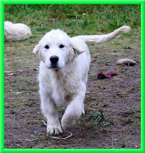 ���������� ��������, �����. ��������� ������ ��� ���� �����! - ����������� 1