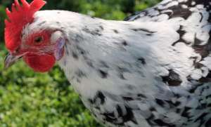 ����������� ����. ���� ���. ������ ����. ������. ���������. - ����������� 1