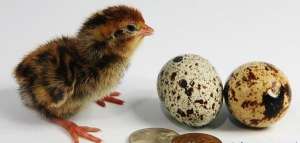 ����������� ����, �������� �������� ��� - ����������� 1