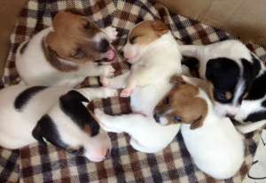 ����������� ����� ������ ���� ������ ������ - ����������� 1