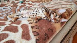 ����������� ����� ������ �����. - ����������� 1