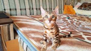 ����������� �����. ����������� ������ ������. ���������. - ����������� 1