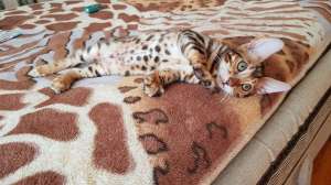 ����������� ������. ����������� ����� ������ - ����������� 1