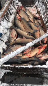 ����������� ��������� ����! ���! - ����������� 1