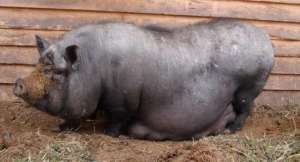 ����������� (���������) ���������� ����������� ������ �������� - ����������� 1