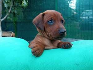 �����������, ����������� ������, �������� � �������.���� 12000�.��� - ����������� 1