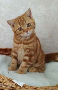 ������������ ���������� ����� - ����������� 1