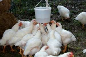 ������������� ����. ������������� ���� ��� ���������. - ����������� 1